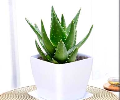 什么花或植物适合卧室，什么花或植物适合室内吸味