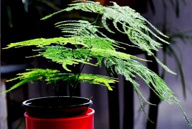 什么花或植物适合卧室，什么花或植物适合室内吸味