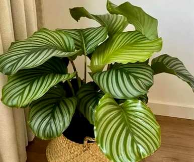 什么花或植物适合卧室，什么花或植物适合室内吸味