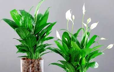 什么花或植物适合卧室，什么花或植物适合室内吸味