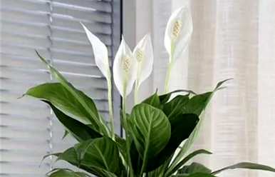 什么花或植物适合卧室，什么花或植物适合室内吸味