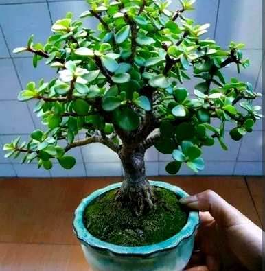阳台如何养金枝玉叶，如何养金枝玉叶植物