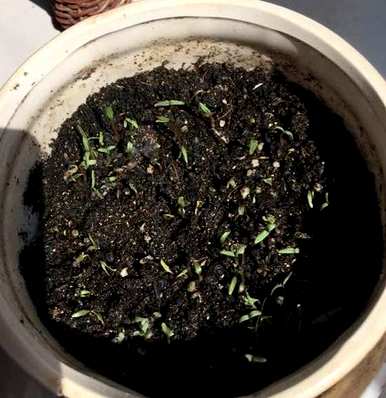 满天星的栽培和管理，满天星的种植方法和管理技巧