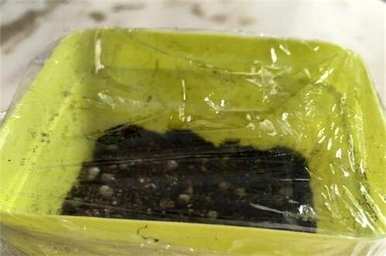 满天星的栽培和管理，满天星的种植方法和管理技巧