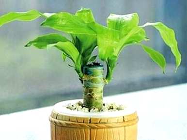 巴西木发芽变黑怎么办？如何快速发芽巴西木？