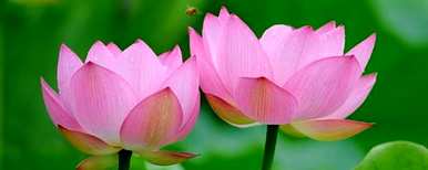 萝卜莲花养殖方法，莲花如何养殖