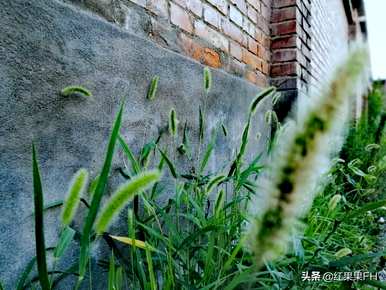 狗尾草的花语是什么，狗尾草的花语是什么？