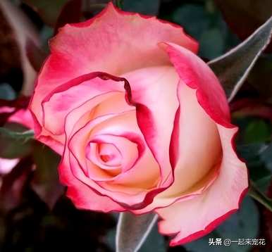 伊芙月季最好养的品种，月季最好养的品种是什么？
