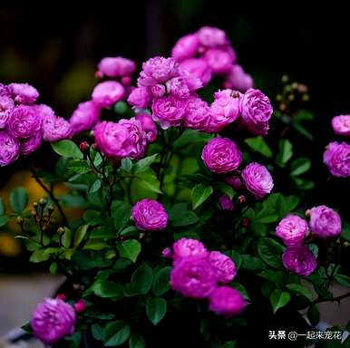 伊芙月季最好养的品种，月季最好养的品种是什么？