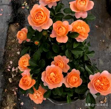 伊芙月季最好养的品种，月季最好养的品种是什么？