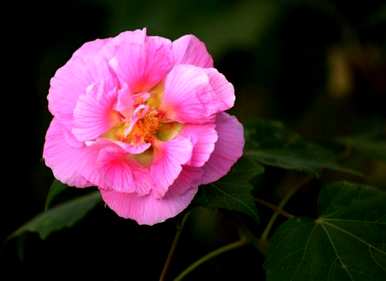 芙蓉花如何栽培，芙蓉花树栽培技术
