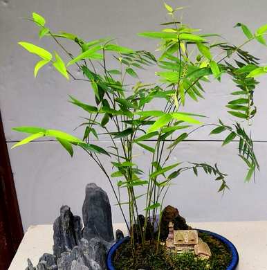 最矮的竹子是什么品种，最矮的竹子叫什么名字？