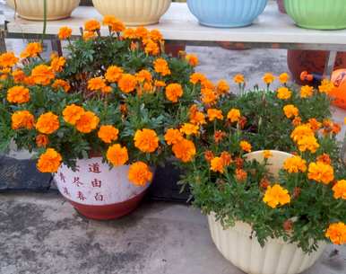 哪种植物驱蚊效果最好，驱蚊植物有哪些花草？