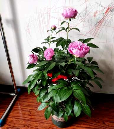 牡丹盆栽种植方法及时间，牡丹盆栽种植方法