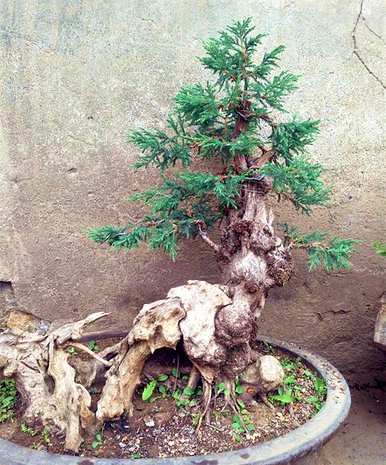 刺柏树的风水寓意，刺柏树怎么养才好？