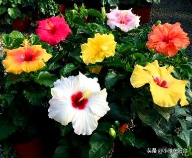 怎样做才能生根扶桑花扦插？扶桑花扦插几天就能生根