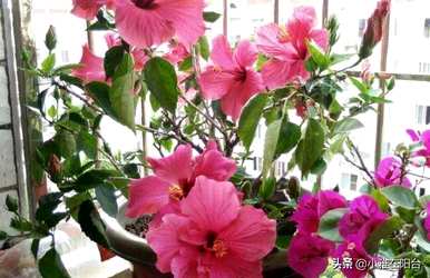 怎样做才能生根扶桑花扦插？扶桑花扦插几天就能生根