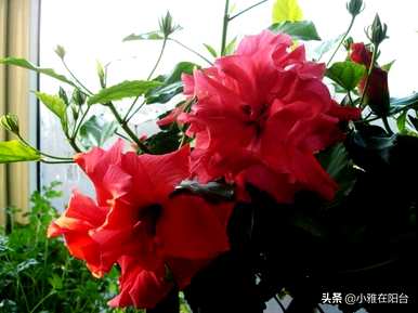 怎样做才能生根扶桑花扦插？扶桑花扦插几天就能生根