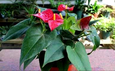 如何养殖红掌花，如何养殖红掌花？