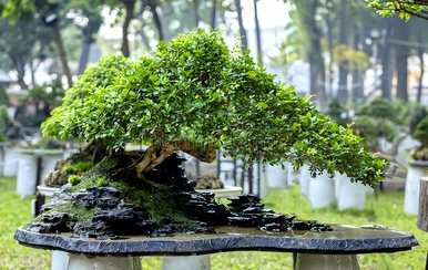 什么是适合室内盆景树，什么是适合室内盆景树幸福树？