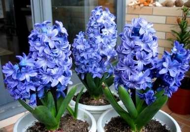 风信子花期有多长，风信子花期有多长？