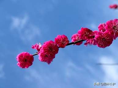 十大名花有哪些，十大名花有哪些称号？