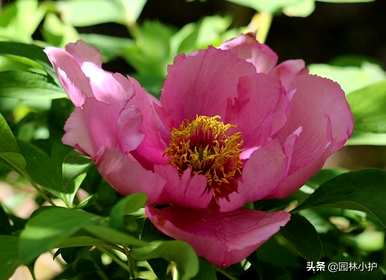 十大名花有哪些，十大名花有哪些称号？