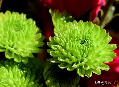 十大名花有哪些，十大名花有哪些称号？