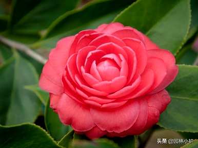 十大名花有哪些，十大名花有哪些称号？