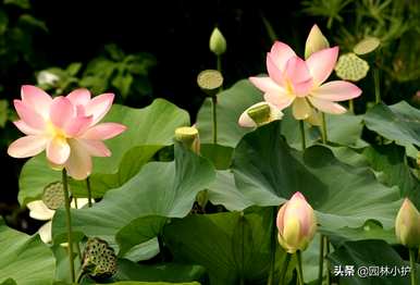 十大名花有哪些，十大名花有哪些称号？
