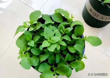 多长时间？」