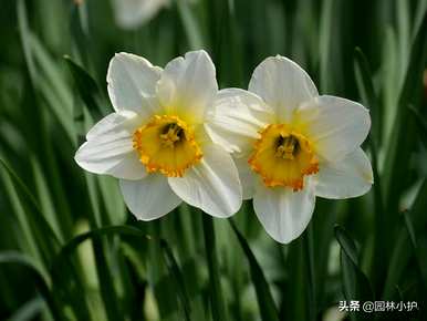 十大名花有哪些，十大名花有哪些称号？