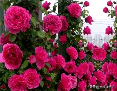 适合新手懒人养的花有哪些？室内最好养懒人花