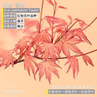 日本枫树品种的特点不同，哪种枫树最珍贵