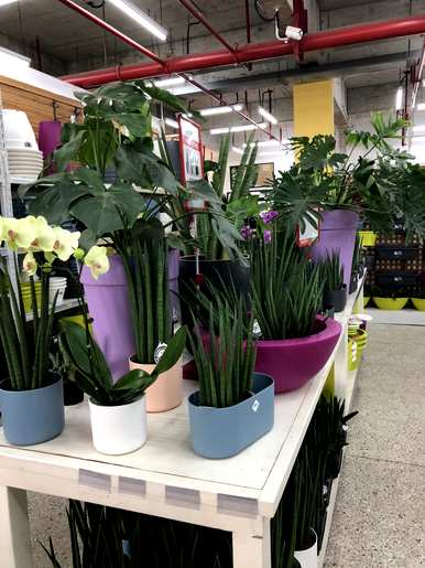 虎皮兰花怎么养才能更旺盛？虎皮兰花怎么养？