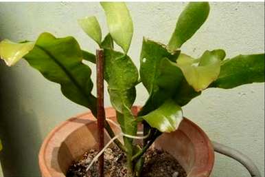 昙花可以在十月修剪叶子，昙花的修剪方法和注意事项