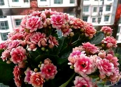 长寿花能用矮壮剂吗？如何养长寿花更好？