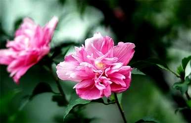 木槿花冬天放在外面会冻死吗？木槿花冬天开花怎么养？