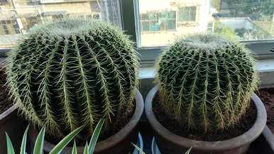 如何饲养层云仙人球，如何饲养仙人球植物