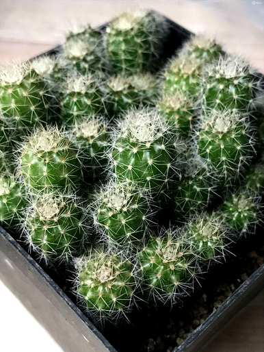 如何饲养层云仙人球，如何饲养仙人球植物