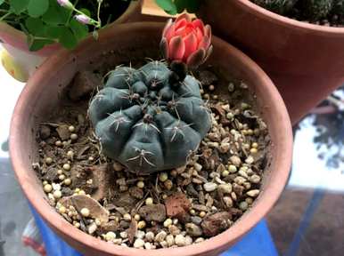如何饲养层云仙人球，如何饲养仙人球植物