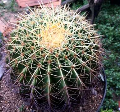 如何饲养层云仙人球，如何饲养仙人球植物