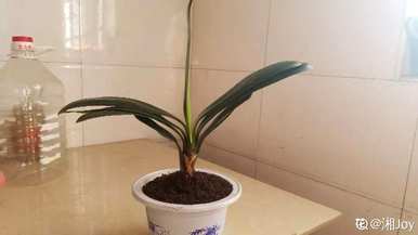 君子兰怎么浇水？君子兰怎么浇水？