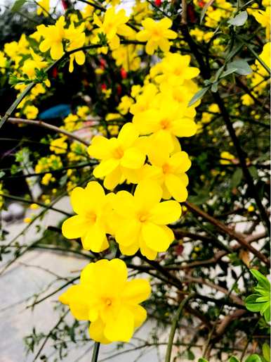 春天最早开的花是什么，春天开的花是什么？