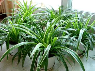 金鱼吊兰育种方法视频教程，吊兰植物育种方法是什么？
