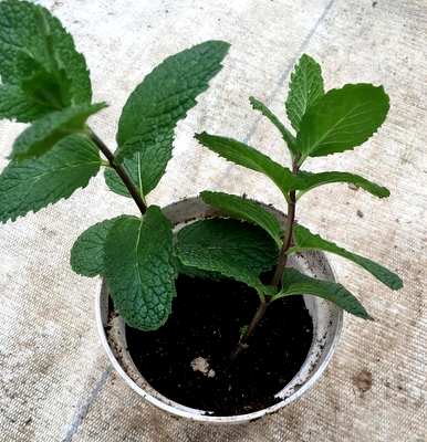 薄荷怎么养才好，盆栽薄荷怎么养才茂盛？