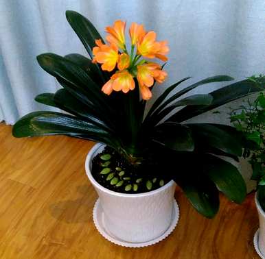 如何养活买来的花，种植耐热花，养活它们