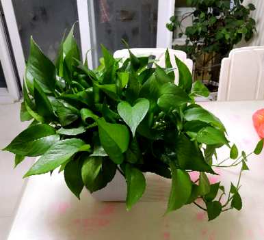 如何养活买来的花，种植耐热花，养活它们