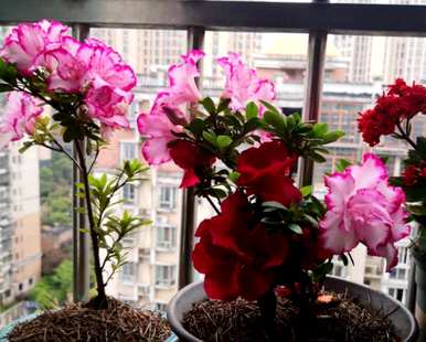 如何养活买来的花，种植耐热花，养活它们