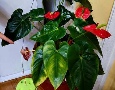 如何养活买来的花，种植耐热花，养活它们